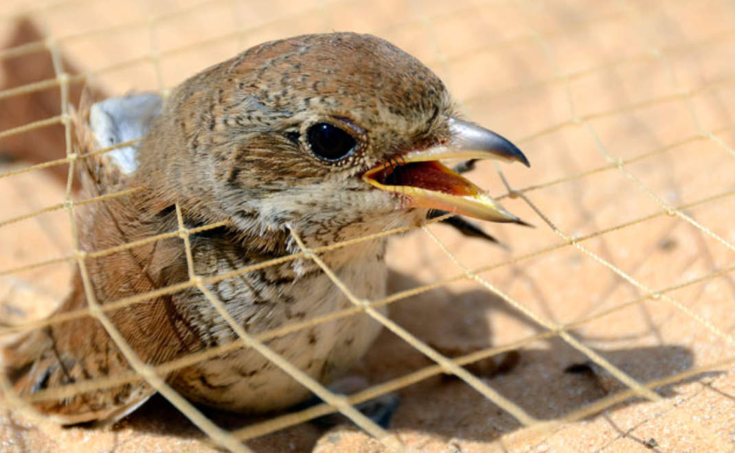 perdagangan burung ilegal