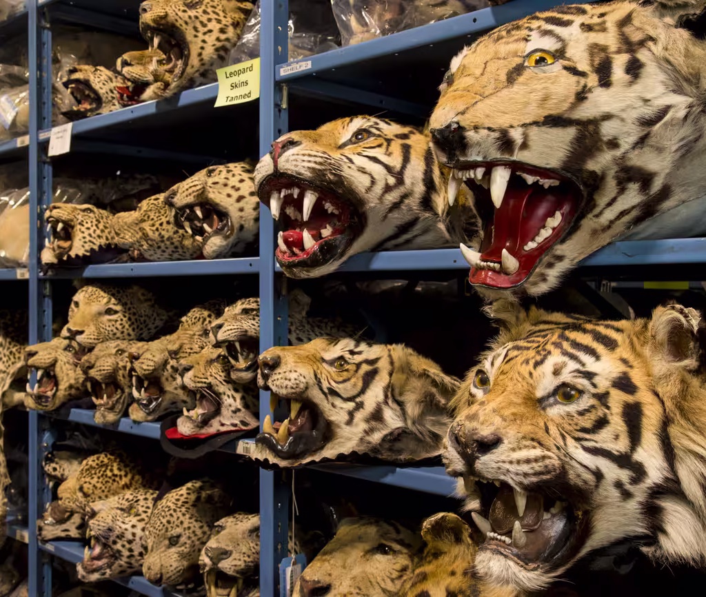 harimau sumatra
