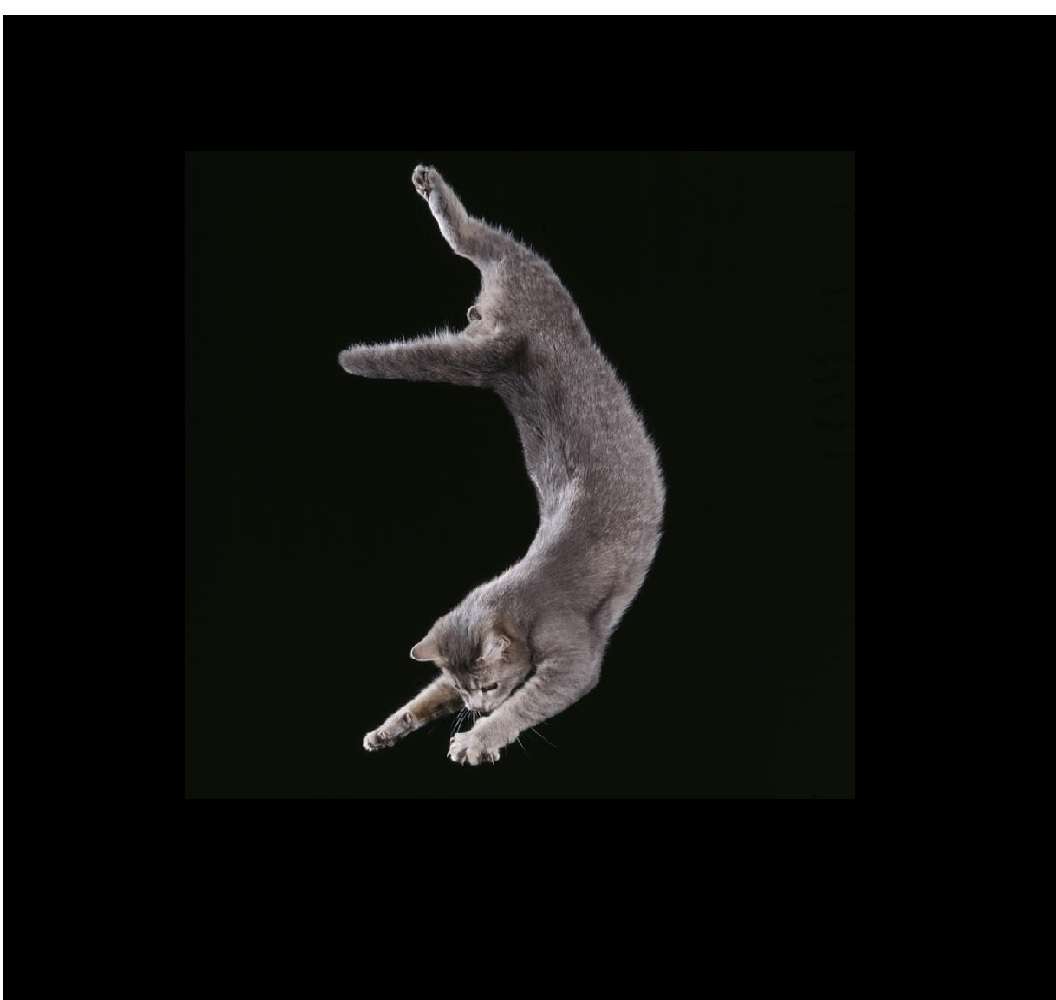 falling cat